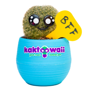 comprar cactus kawaii wahika azul.