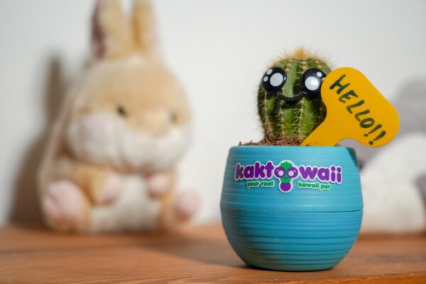 comprar cactus kawaii