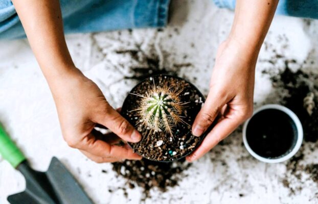 Cuidados del cactus de interior: guía rápida y completa