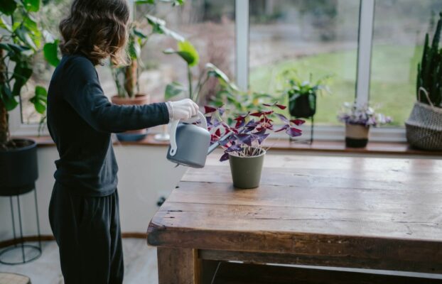 Plantas fáciles de cuidar en casa: Guía rápida para principiantes.